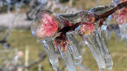 Produtores apontam resultados com tecnologia que utiliza água para minimizar prejuízos causados por geadas