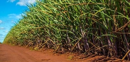 Entidades buscam soluções para ampliar mecanização da colheita da cana no Nordeste