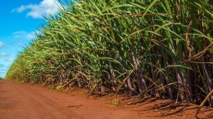 Entidades buscam soluções para ampliar mecanização da colheita da cana no Nordeste