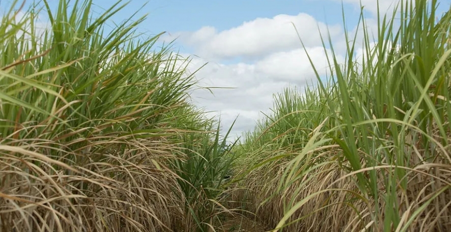 Segundo a companhia, 1.520 hectares de cana deixaram de ser queimados devido ao uso do projeto nas áreas-piloto — Foto: Wenderson Araujo/CNA