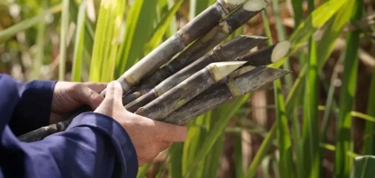 Cuba: cooperativa de cana-de-açúcar luta contra apagões e escassez de insumos