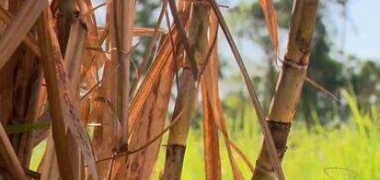 Produção de cana-de-açucar será maior no Sul do ES