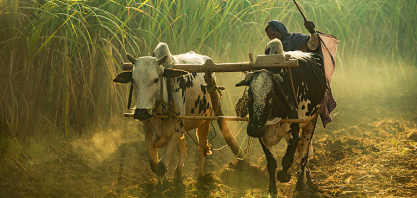 Chuvas escassas no Brasil e na Índia puxam preços do açúcar