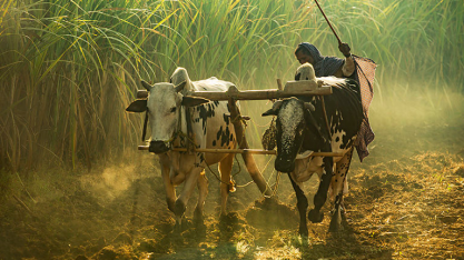 Chuvas escassas no Brasil e na Índia puxam preços do açúcar