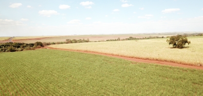 Sob manejo de sequeiro, canavial dificilmente alcançará três dígitos de produtividade agrícola