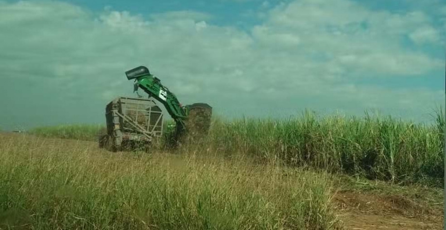 Prejuízo na safra e benefício para colheita: entenda como onda de calor por impactar o cultivo da cana-de-açúcar no interior de São Paulo — Foto: Claudia Assencio/g1