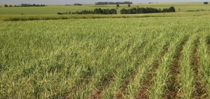 Sumitomo Chemical estará presente no InsectShow apresentando  soluções para o manejo integrado da cigarrinha-das-raízes