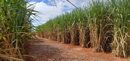 Atvos registra recordes históricos de moagem e produção de etanol em Mato Grosso do Sul