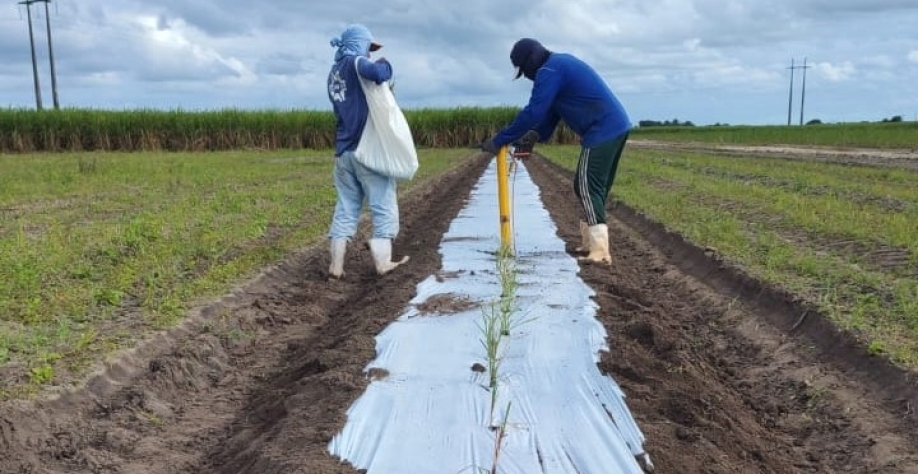 Plantio de MPB Vertix 12, da Nuseed, em leira coberta por Mulch