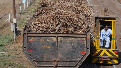 Mercado global de açúcar terá excedente menor com queda na oferta do Brasil
