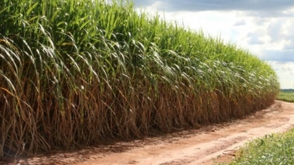 Capital & Mercado - Patricia Audi, diretora executiva da Unica