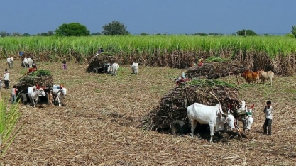 Produção indiana de açúcar pode cair 2% em 24/25 com área menor, diz ISMA