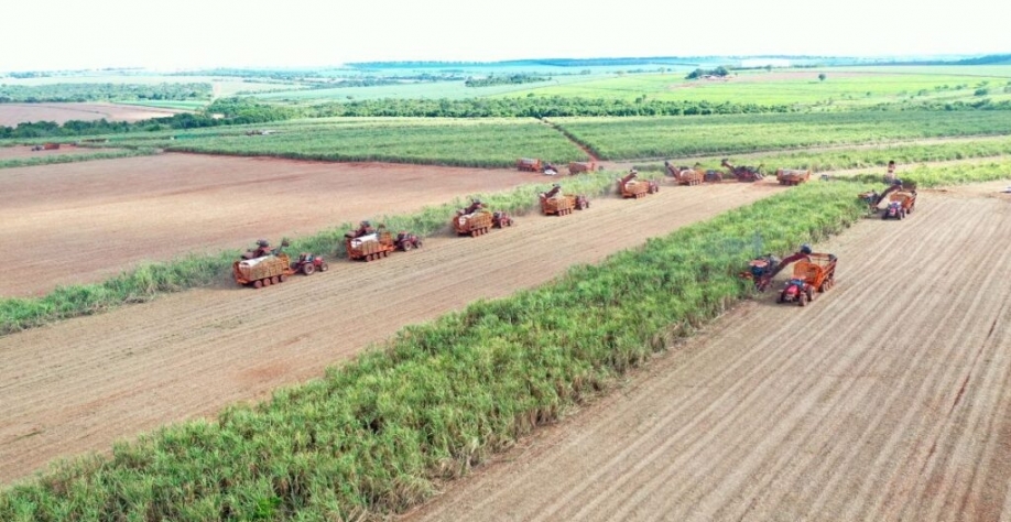 Canavial da Usina Coruripe. Foto: Divulgação