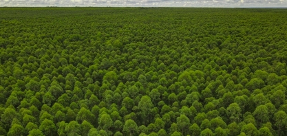 Eldorado Brasil abre inscrições para o Programa Semear, voltado para recém-formados no setor florestal
