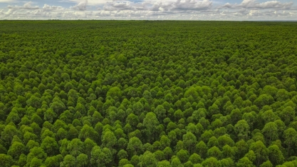 Eldorado Brasil abre inscrições para o Programa Semear, voltado para recém-formados no setor florestal