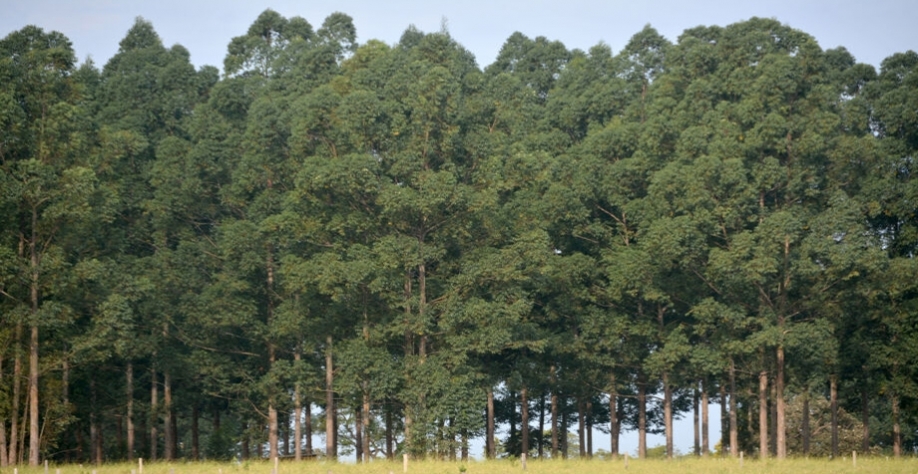 Quase 70% dos investimentos no setor de árvores e celulose da década são em MS - Foto: Marcelo Victor/Correio do Estado