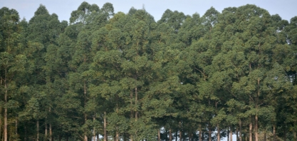 Quase 70% dos investimentos no setor de árvores e celulose da década são em MS