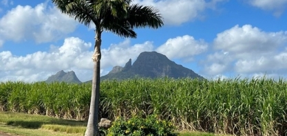 Produtores das Ilhas Maurício estão de olho no mercado chinês de açúcar