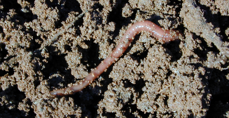 Solo que tem minhoca é porque está vivo, é o que ocorre cada vez mais nos canaviais. Crédito: Leontino Balbo Júnior