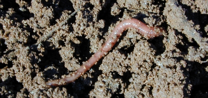 Tem minhoca nos canaviais