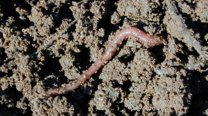 Tem minhoca nos canaviais