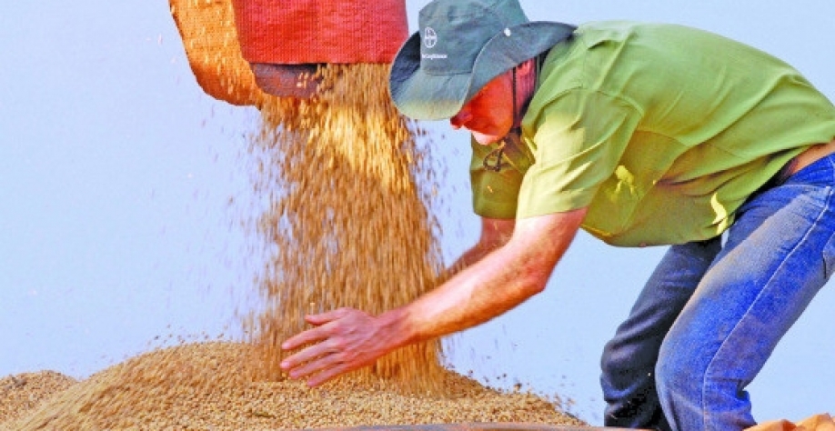 O período é favorecido pelas colheitas simultâneas de milho e algodão, bem como pelos preparativos para o plantio da nova safra de soja. Divulgação