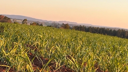 Asplana participa de reunião sobre pagamento de CBIOs e do lançamento da safra 24/25 em Natal