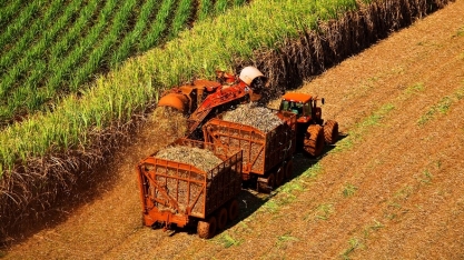 Dessecação de cana-de-açúcar em pré-colheita é tema de palestra no 1º CanaShow Alagoas