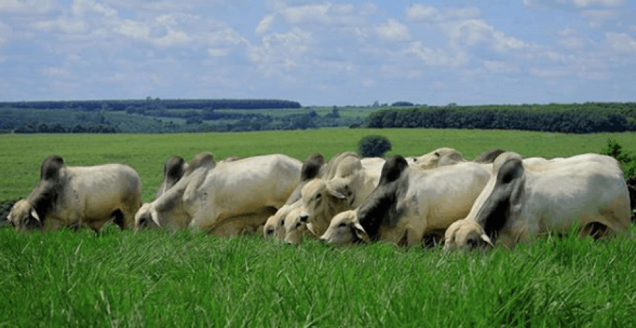 Cana de açúcar é fonte de alimento para gado - Foto: Boi Saude/Boy Fotógrafo.