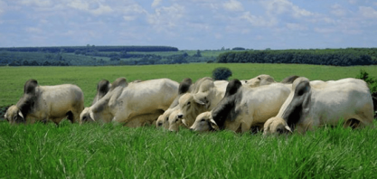 Combinação de cana e gado tende a prosperar na Zona da Mata