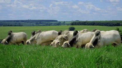Combinação de cana e gado tende a prosperar na Zona da Mata