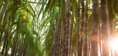 Produção de cana-de-açúcar na safra 2024/25 pode ser a segunda maior da série histórica