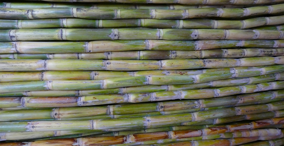 Cana-de-açúcar – Foto: Kritzolina/Wikimedia Commons 