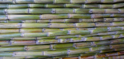 Cana-de-açúcar pode ser grande aliada na transição enérgica brasileira