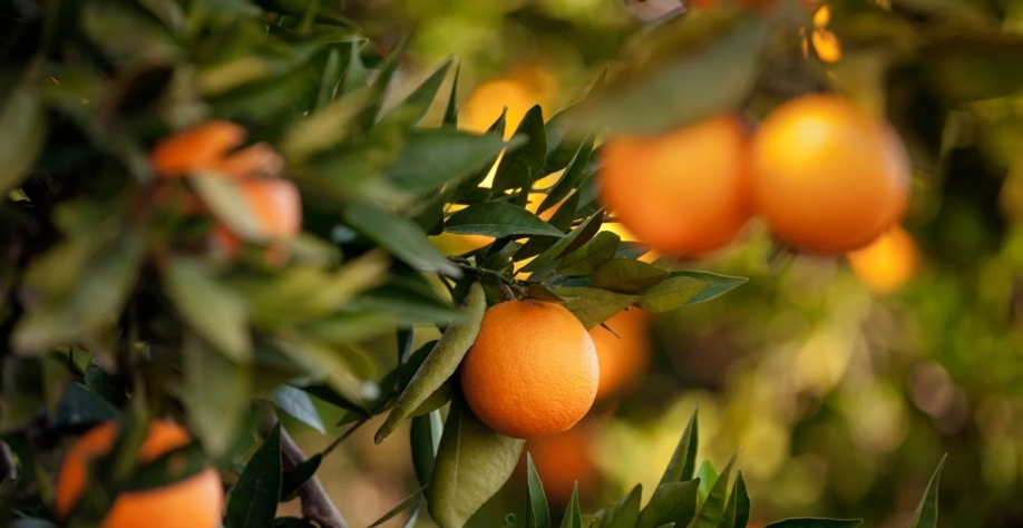 Laranjeira. Getty Images