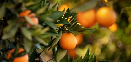 Citrosuco vê maior pressão de clima severo do que greening na oferta de laranja