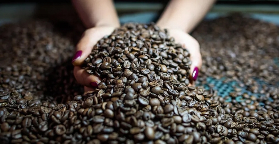 Consultorias reduziram as suas previsões para a colheita de café no Brasil — Foto: Wenderson Araujo/CNA