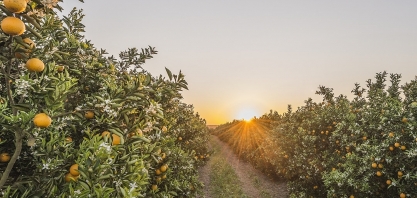 Meio Ambiente: Citrosuco lança metodologia de pagamento por serviço ambiental