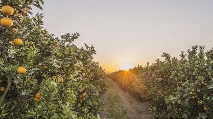 Meio Ambiente: Citrosuco lança metodologia de pagamento por serviço ambiental