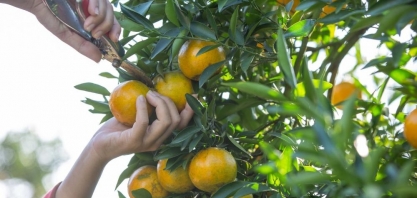 Com recorde de faturamento, citricultura paulista avança e gera mais de 45 mil empregos na safra 2023/24