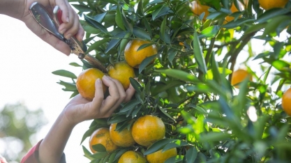Com recorde de faturamento, citricultura paulista avança e gera mais de 45 mil empregos na safra 2023/24