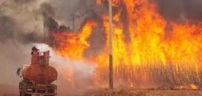 Açúcar cai em Nova York após incêndios nos canaviais de São Paulo