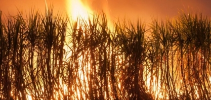 Associação de produtores de cana classifica como criminosos os incêndios em São Paulo