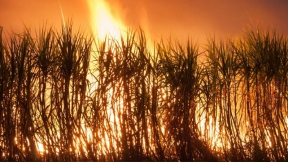 Associação de produtores de cana classifica como criminosos os incêndios em São Paulo