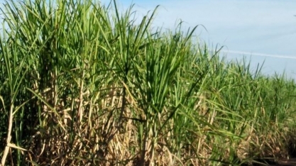 Uso de bioestimulantes na cultura será tema do 18º Grande Encontro de Variedades, em Ribeirão Preto