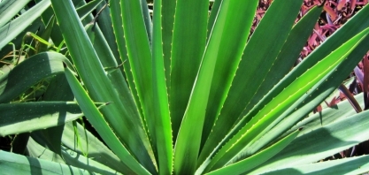 No Brasil, agave da tequila pode ser destinado à produção de etanol