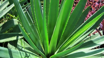 No Brasil, agave da tequila pode ser destinado à produção de etanol