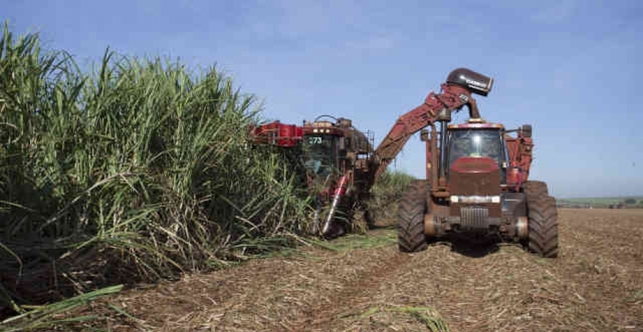 A empresa tem quatro unidades, sendo três no estado de São Paulo. (Imagem: Linkedin/São Martinho)
