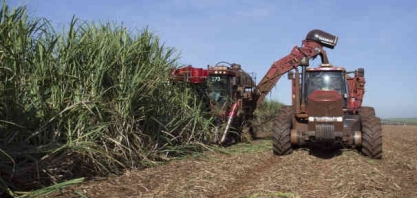 São Martinho (SMTO3): Incêndios atingem 20 mil hectares de cana-de-açúcar da companhia