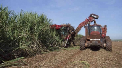 São Martinho (SMTO3): Incêndios atingem 20 mil hectares de cana-de-açúcar da companhia